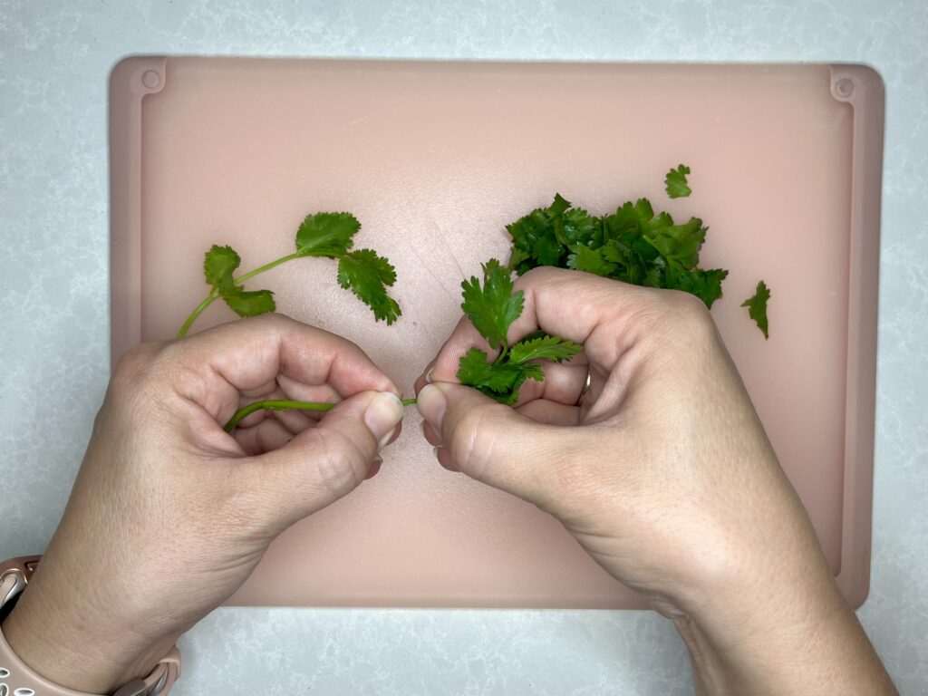 cilantro leaves being removed from stems by hand