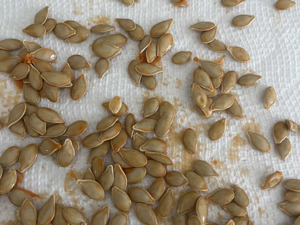 Raw seeds separated from orange guts on a paper towel